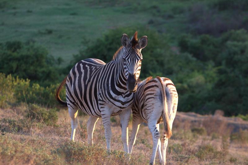 3 Bedroom Property for Sale in Outeniquasbosch Western Cape